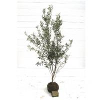 オリーブ　オリンピア　1.5m シンボルツリー