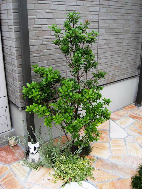 ヒメシャリンバイ　約80-100cm   シンボルツリー