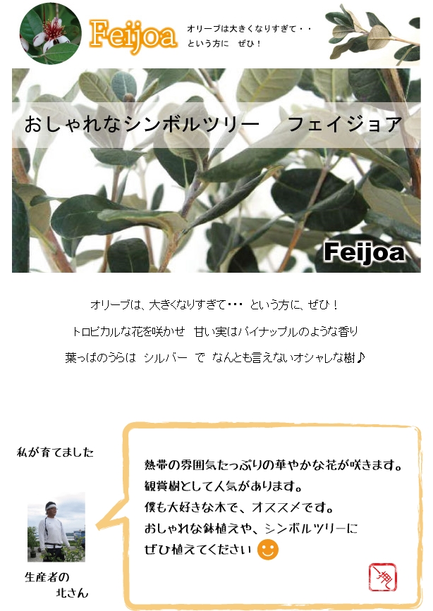 フェイジョア　約1.2m   シンボルツリー