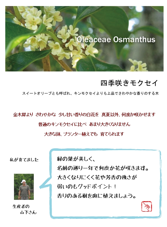 四季咲きモクセイ　約1.5m   シンボルツリー