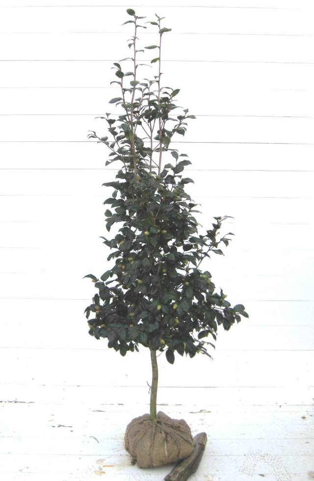 藪椿　ヤブツバキ　約1.5m シンボルツリー