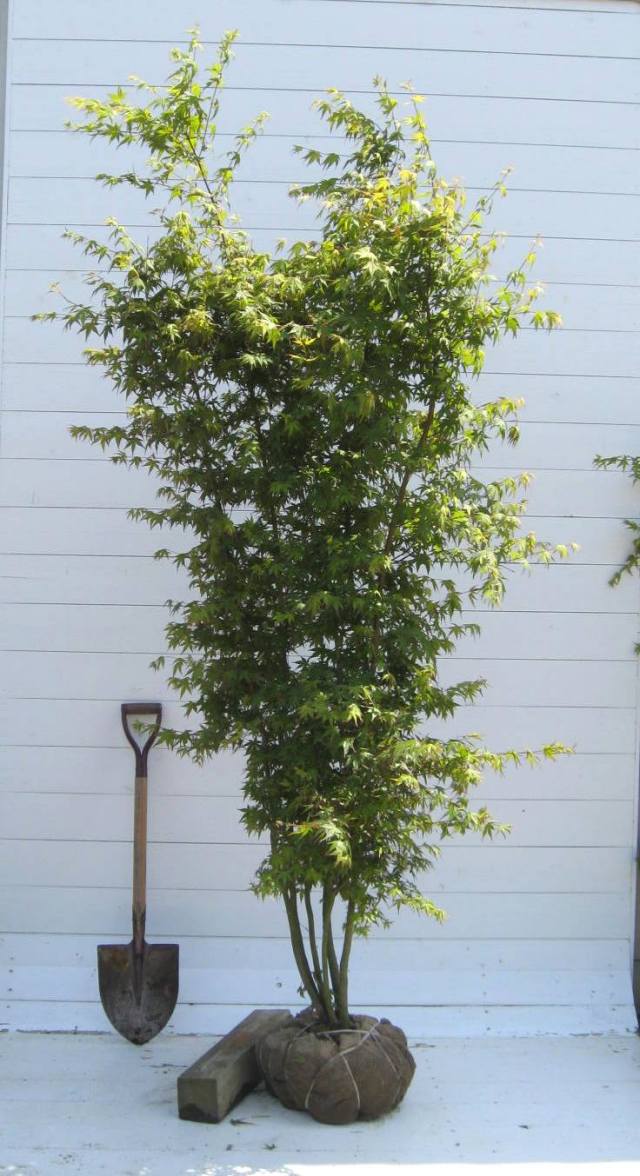 イロハモミジ　約1.5m シンボルツリー